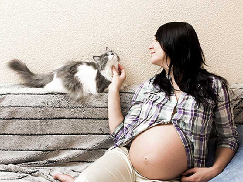 Un chat atteint de toxoplasmose et une femme enceinte qui le caresse