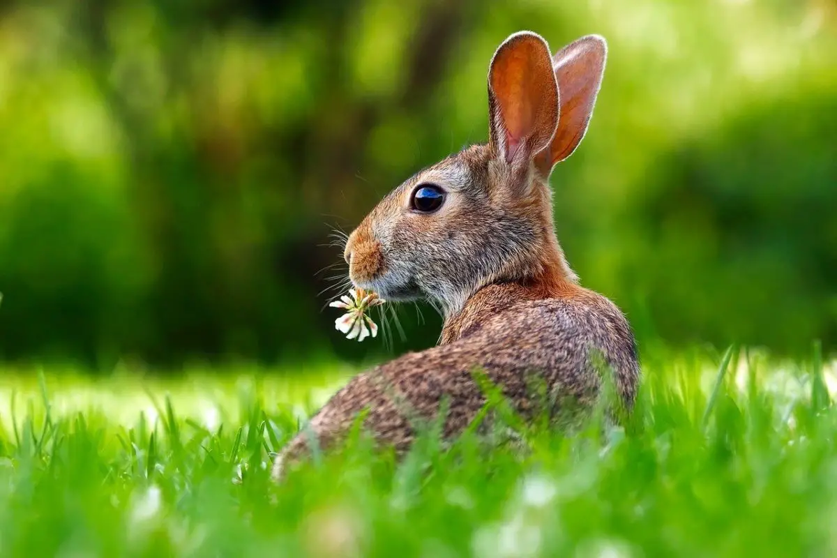 Stase gastro intestinale du  lapin  Une maladie mortelle 