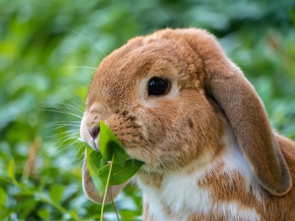 Lapin en train de ruminer