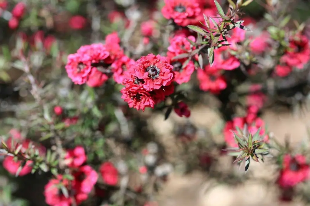 Manuka arbre à thé d'Australie antibiotiques naturel chat