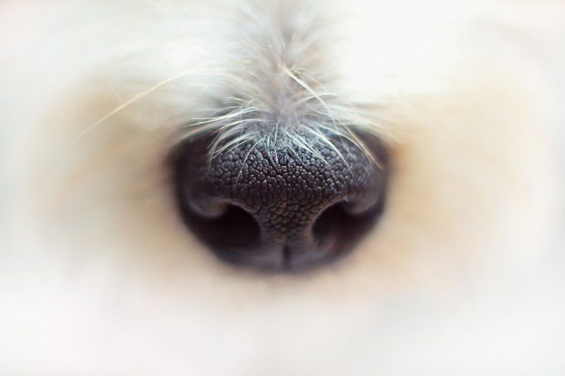 truffe chien