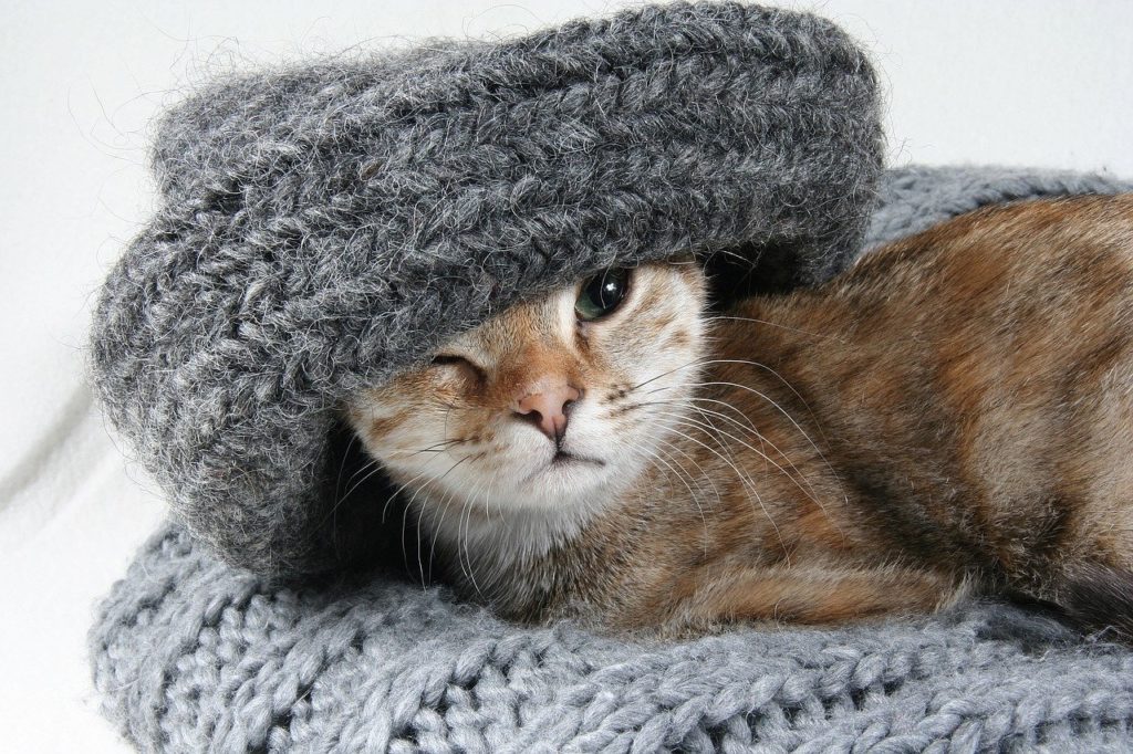 Les Meilleurs Antibiotiques Naturels Pour Le Chat Pour Repousser Les Infections Et La Maladie Remedes Naturels Pour Animaux
