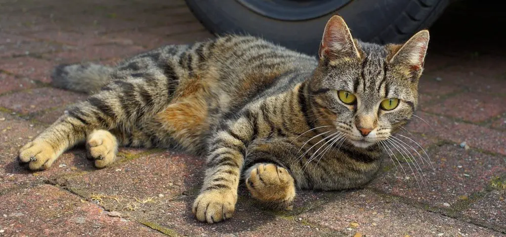 comment utiliser les antibiotiques naturels chez le chat