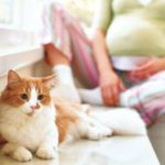 Toxoplasmose chez le chat et sa contagion chez l'humain