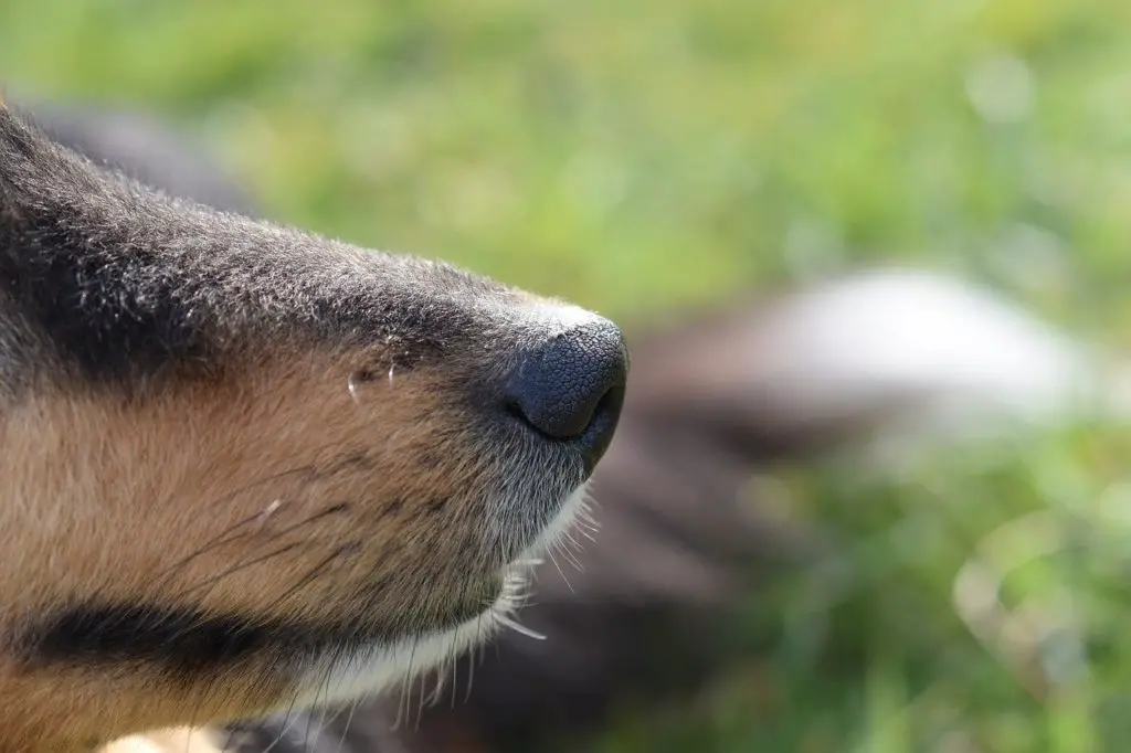 Comment fonctionne le nez du chien