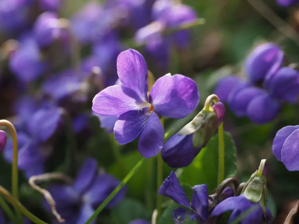 Viola, Odorata pour soigner le chien lipome