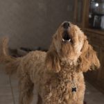 Aboiements : Mon chien aboie quand je discute avec quelqu'un, que faire ?