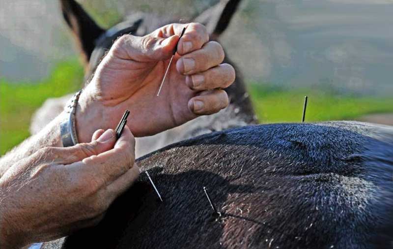 acupuncture pour cheval