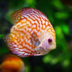 Quand utiliser du sel d'epsom dans son aquarium