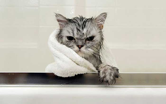 chat qui prend un bain