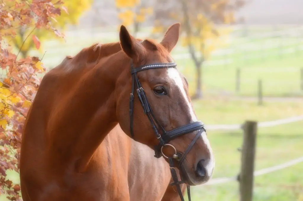 prendre soin de son cheval