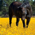 Les allergies du cheval : Tout savoir pour mieux les traiter