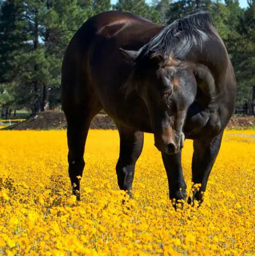 cheval dans pré