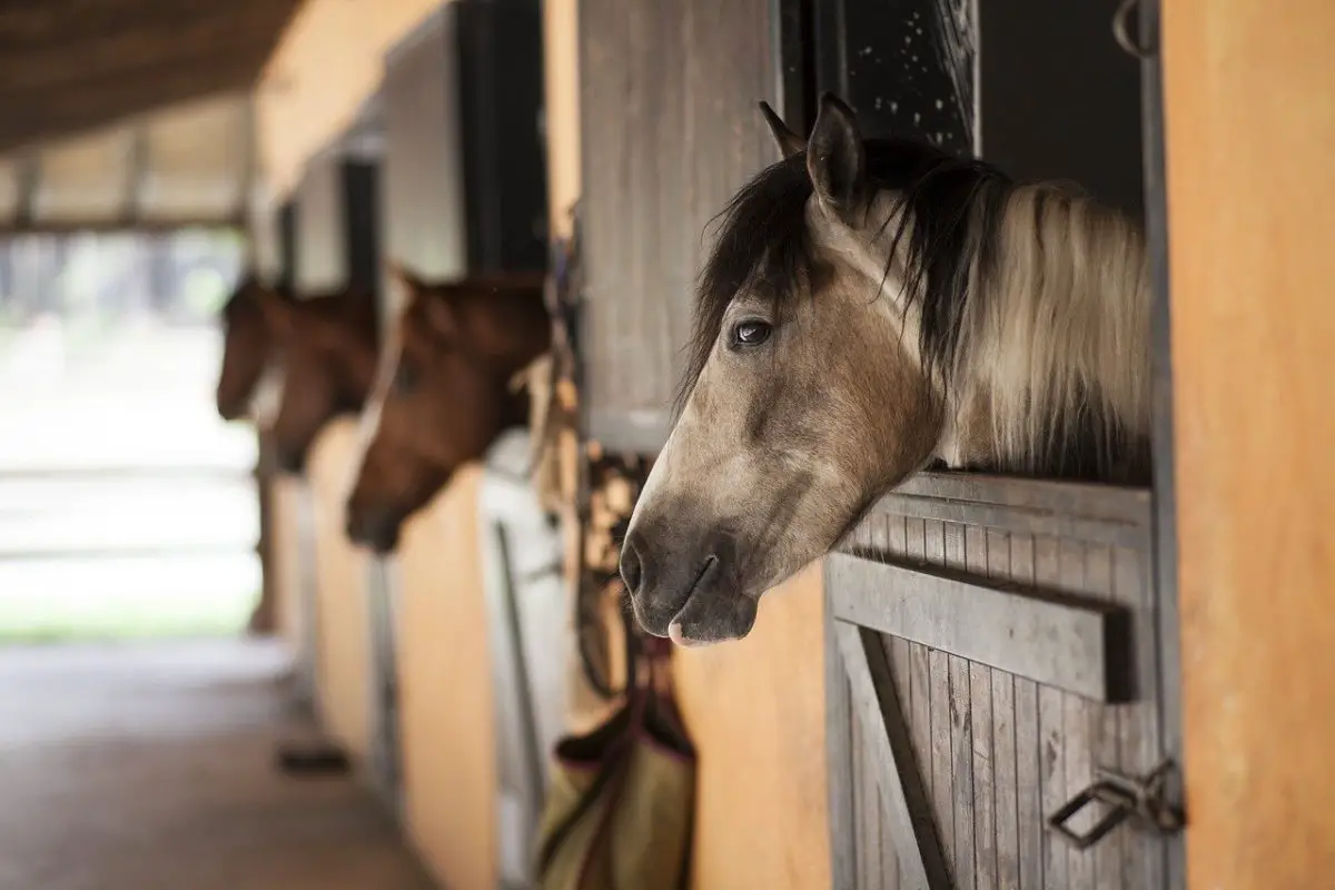 cheval dans box