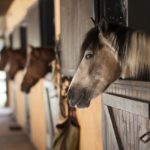 Causes des coliques du cheval : Les erreurs de soins à éviter