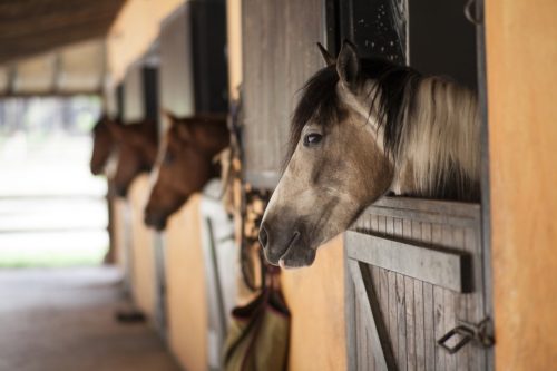 cheval dans box