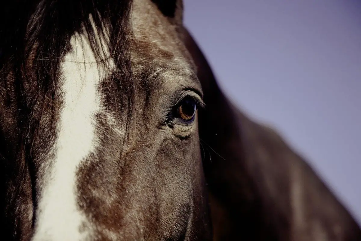 coliques compliquées du cheval faut-il opérer ?