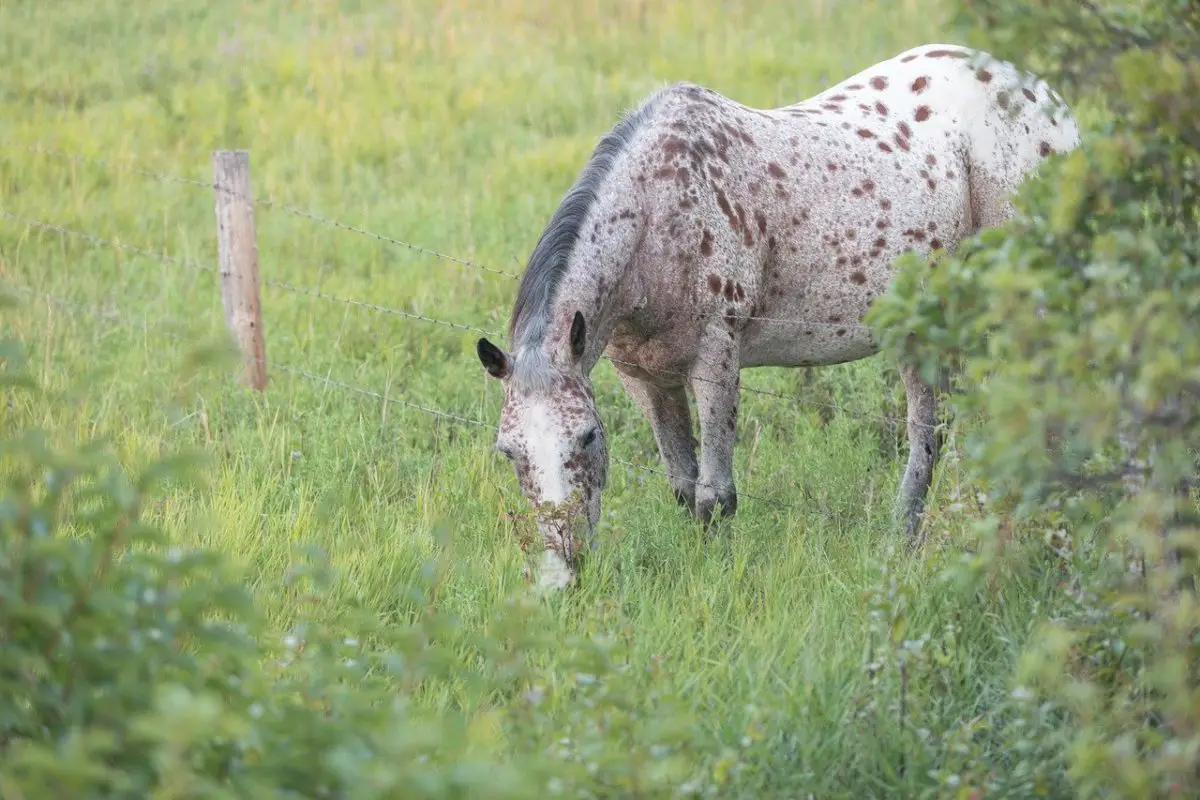 cheval qui broute