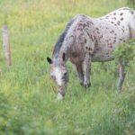 Les coliques du cheval : Coliques des sables, signes et remèdes