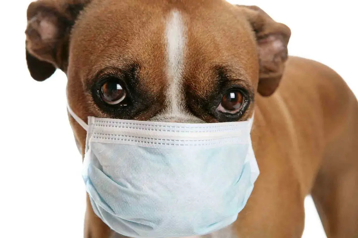 le coronavirus est-il transmissible au chien