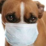 Maladie covid-19 : les chiens peuvent ils attraper le coronavirus ?