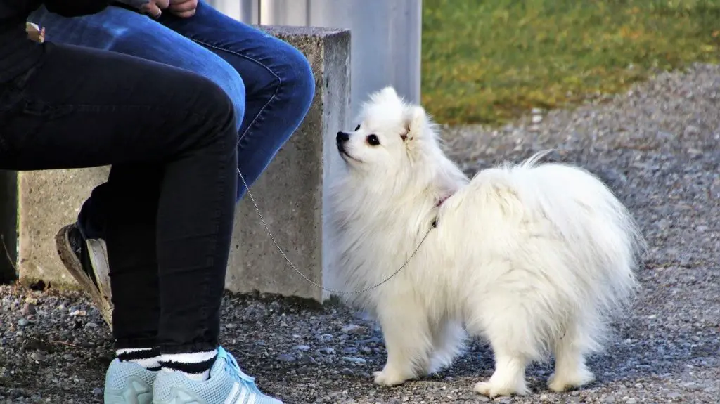 Ignorer chien qui aboie quand on parle