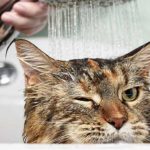 Comment survivre en donnant un bain à votre chat : Conseils de toilette