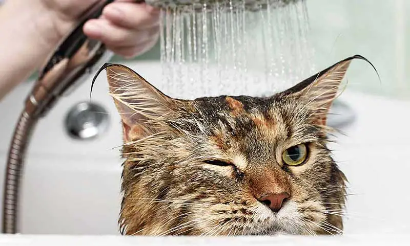 comment donner un bain a son chat sans se faire griffer