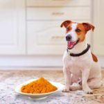 Le curcuma pour le chien : Le guide complet