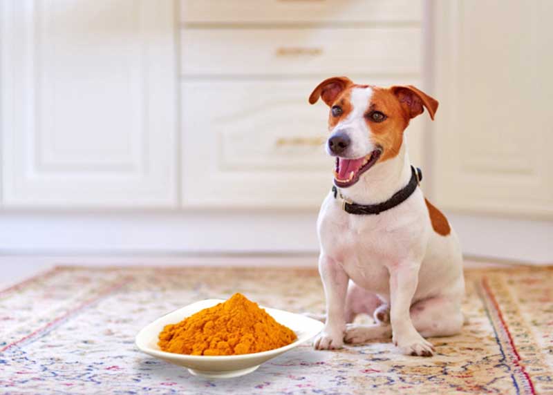 comment utiliser le curcuma chez le chien