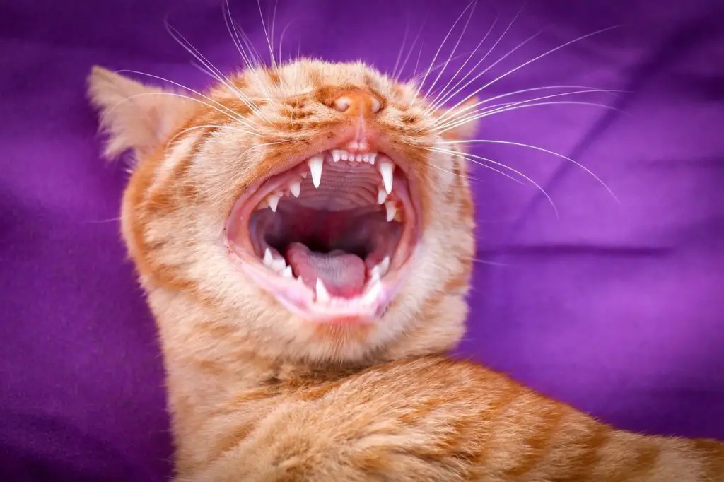 Mon Chat a Perdu une Dent Estce Grave ? Remèdes Naturels pour Animaux