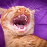 Est-il normal que les chats perdent leurs dents ?