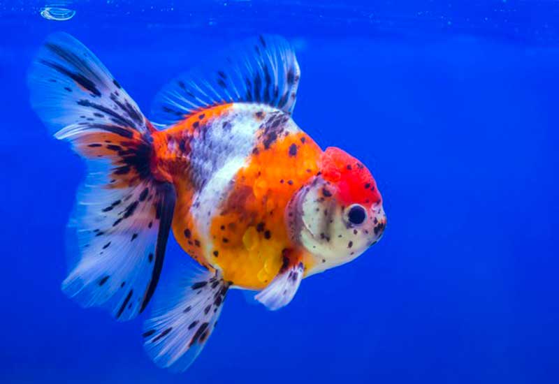 poisson rouge avec des nageoires qui sont devenues noires