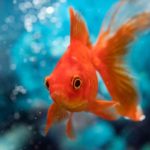 Conseils : Mon poisson rouge ne mange plus, que faire ?