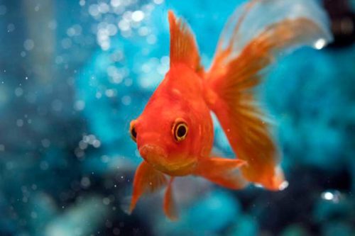 magnifique poisson rouge qui ne mange pas