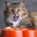 Alimentation du Chat : Croquettes ou Boulettes ?