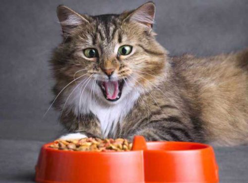 Alimentation sèche ou humide pour le chat, c'est quoi le mieux