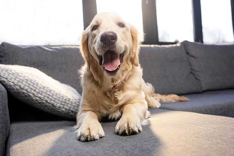 Apprendre à son chiot à ne pas monter sur le lit ou le canapé