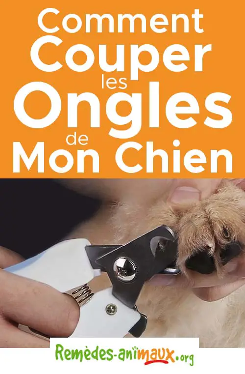 comment bien couper les ongles du chien