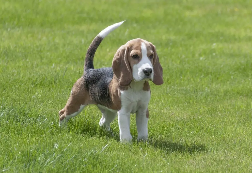 Chiot Beagle de combien de kilo doit il grossir