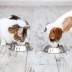 Croquettes pour animaux : Comment Connaître le Taux de Glucides (Sucres)