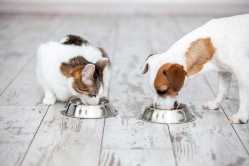 connaitre le pourcentage de glucides chient chat croquettes