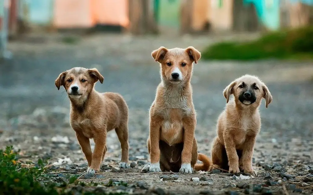 reconnaitre un chiot dominant