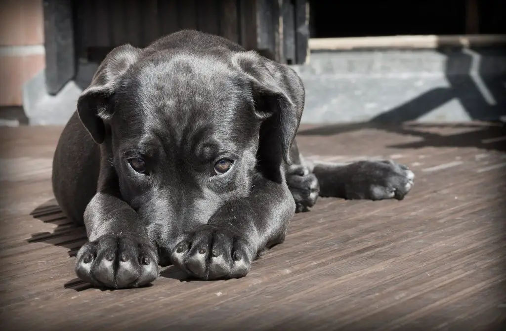 chien malade qui ne bouge pas dans son coin