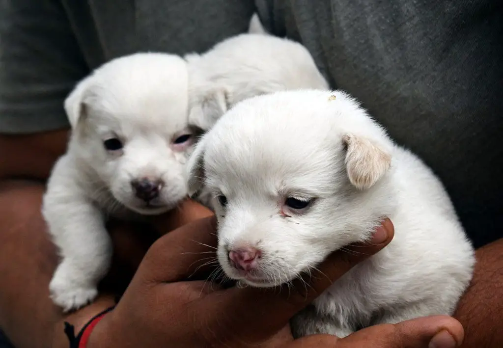 Comment savoir si un chiot sera sociable