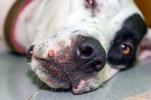 comment traiter naturellement les verrues du chien
