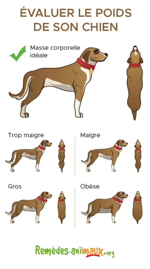 tableau d'évaluation du poids idéal du chien