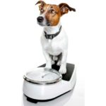 Chien en surpoids : Comment évaluer le poids de mon chien, trop gros ou trop maigre ?