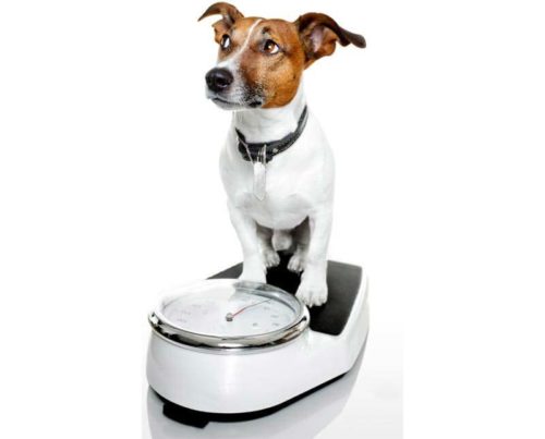 évaluer le poids de son chien comment faire