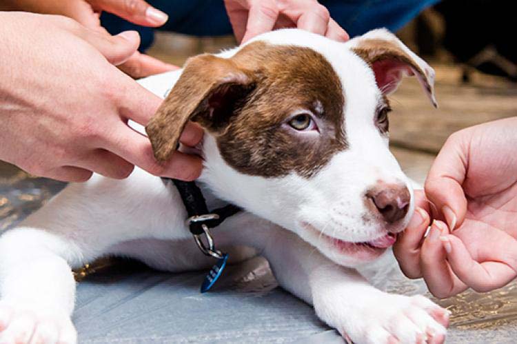 L'immobilisation rassure votre jeune chiot lorsqu'il rencontre des personnes inconnues.